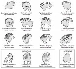 Plagiaulacoid premolars.jpg