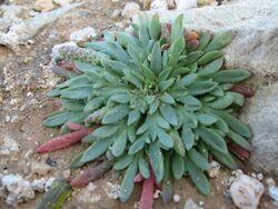 Plantago weldenii.jpg