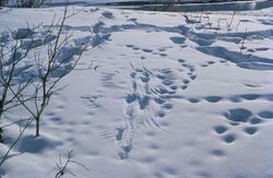 Predator and prey activity footprints animal traces in the snow.jpg