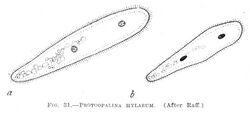 Protoopalina hylarum Metcalf 1923.jpg