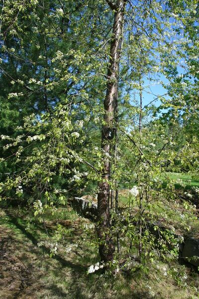 File:Prunus pensylvanica tree.jpg