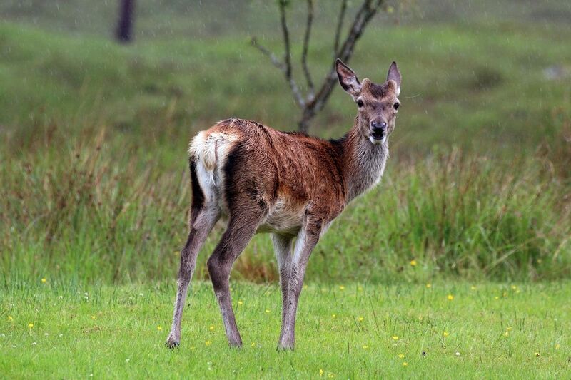 File:Red deer (Cervus elaphus) young stag.jpg