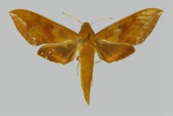 Rhagastis olivacea BMNHE812989 male up.jpg