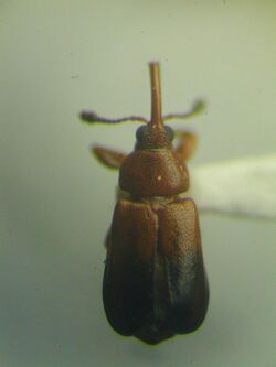 Rhopalotria dimidiata female.jpg