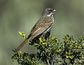 Sage Sparrow - Malheur NWR - Oregon S4E1040 (18605479734) (cropped).jpg