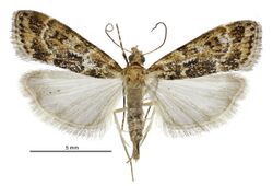 Scoparia s.l. animosa female.jpg