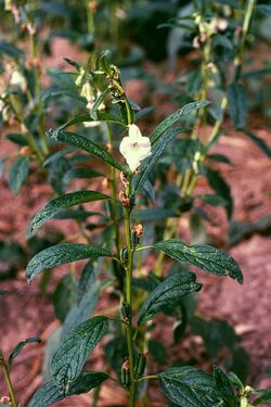 A photograph of a sesame plant with glossy dark green leaves and a white flower