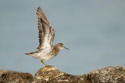 Sharp-tailed Sandpiper - Boat Harbour.jpg