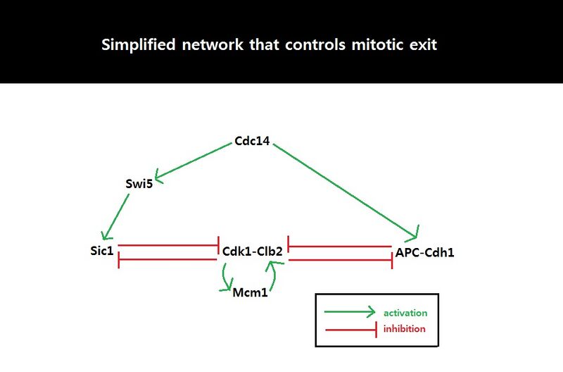 File:Simplified network controls mitotic exit.jpg