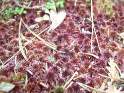 Small red peat moss (Orphan Lk) 3.JPG
