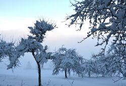 Snow packed trees.jpg