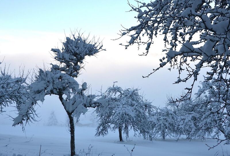 File:Snow packed trees.jpg