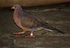 Socorro Ground Dove by Trisha.jpg