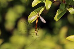 Spotted crane flies (Nephrotoma appendiculata) mating.jpg