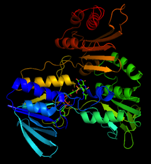Structure of NADH Peroxidase from Enterococcus faecalis.png