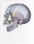 Side view of the skull with superior dislocation of jaw.