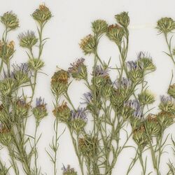 Symphyotrichum priceae specimen (cropped).jpg