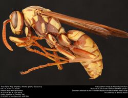 Texas Paper Wasp (Vespidae, Polistes apachus (Saussure)) (35549912933).jpg