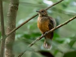 Thamnomanes caesius - Cinereous Antshrike (female); Manacapuru, Amazonas, Brazil.jpg