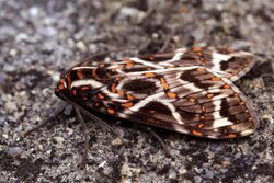 Tiger moth (Phaegoptera histrionica).jpg