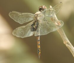 Tramea limbata by Anubhav Agarwal.jpg