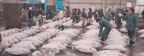Frozen tuna at the Tsukiji market