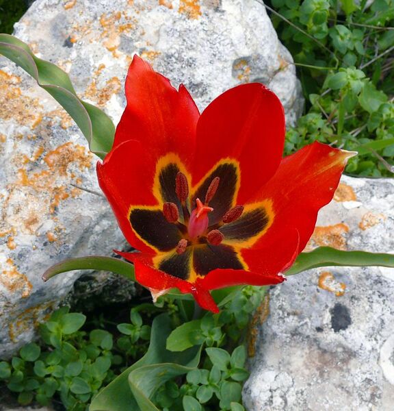 File:Tulip agenensis ZE.jpg
