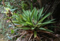 Vriesea williamsii 2.jpg