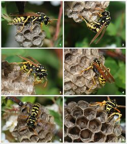 A young paper wasp queen (Polistes gallicus) starting a new colony