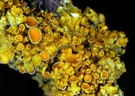Vibrant yellow lichen with orange centers clustered on a dark background.