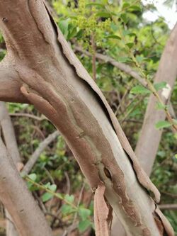 九芎Lagerstroemia subcostata 20210601174239 01.jpg