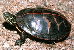 A3 Southern painted turtle.jpg