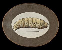 A Congo floor maggot (Auchmeromyia luteola). Coloured drawin Wellcome V0022574ETL.jpg
