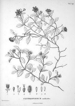Acanthospermum australe00a.jpg