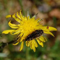 Acmaeodera hepburnii-1.jpg