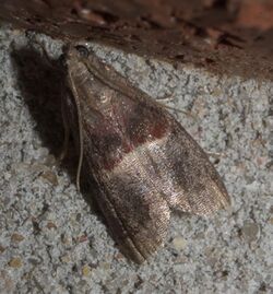 Acrobasis exsulella P1250643a.jpg