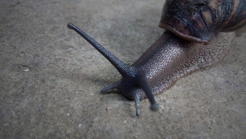 File:African Giant Snail.jpg