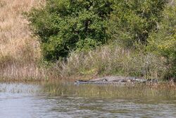American alligators (Alligator mississippiensis), Attwater Prairie Chicken National Wildlife Refuge.jpg