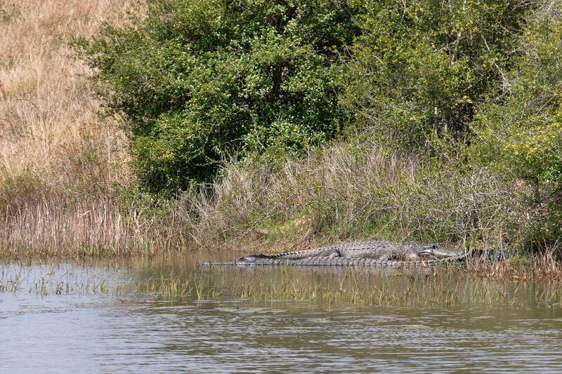 File:American alligators (Alligator mississippiensis), Attwater Prairie Chicken National Wildlife Refuge.jpg