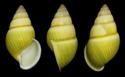 Amphidromus severnsi.jpg