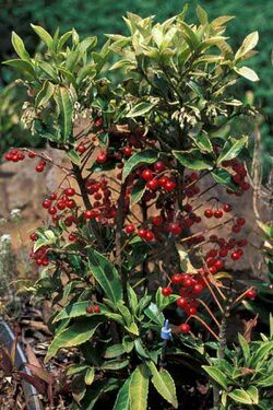 Ardisia.crenata1.jpg