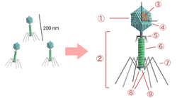 Bacteriophage structure.png