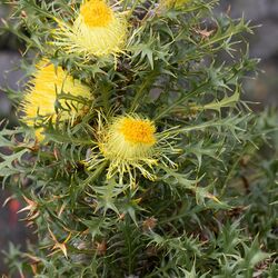 Banksia falcata 249874536.jpg