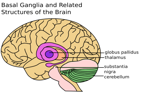 File:Basal Ganglia and Related Structures.svg