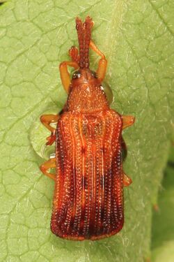 Basswood Leaf Miner - Baliosus nervosus, Green Ridge State Forest, Flintstone, Maryland.jpg
