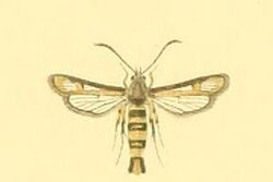 Bembecia flavida.JPG