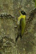 Black-headed Woodpecker - Thailand S4E5487 (16222850188).jpg