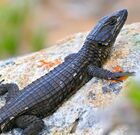 Black Girdled Lizard (Cordylus niger) (32796586262).jpg