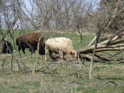 Blonde bison 2.jpg