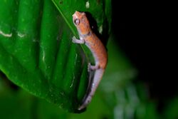 Bolitoglossa altamazonica (Yasuni).jpg